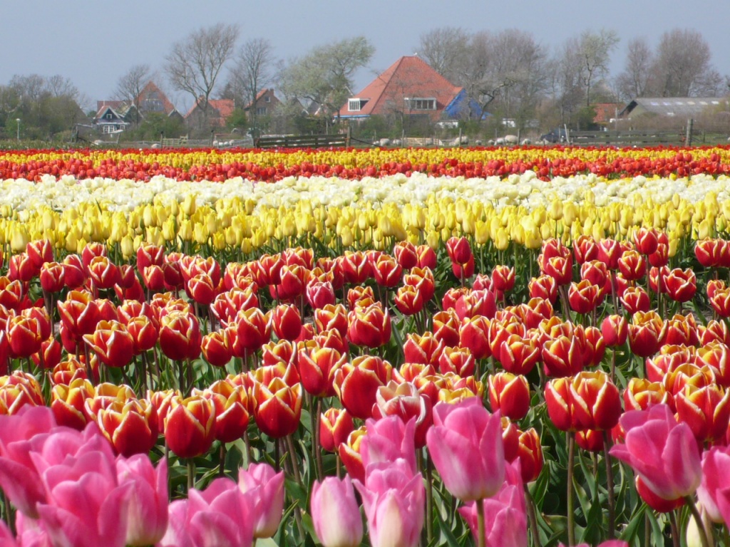 tulpen denhoorn